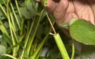 M游客称在洛阳一市集买的牡丹，竟是牙签固定的 “断头花”！市集回应：已关注，正核实