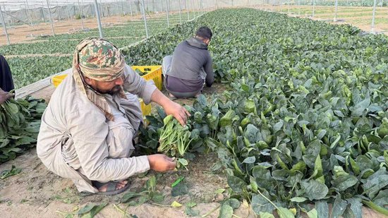 M中东战火下的“菜篮子”保卫战！ 独家对话阿联酋浙商会长：该如何稳住华人的餐桌？ | 《欧陆志》