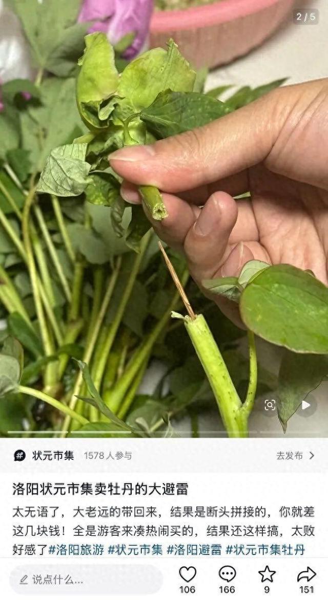 M游客称在洛阳一市集买的牡丹,竟是牙签固定的 “断头花”!市集回应:已关注,正核实 M游客称在洛阳一市集买的牡丹,竟是牙签固定的 “断头花”!市集回应:已关注,正核实